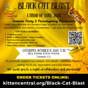 Fast Times at Black Cat Blast